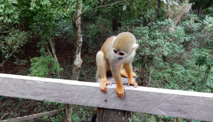 Monkey in the Amazon