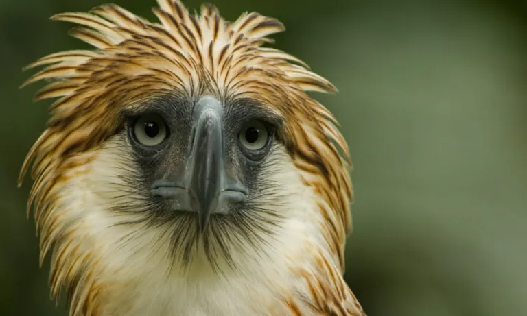 Philippine eagle