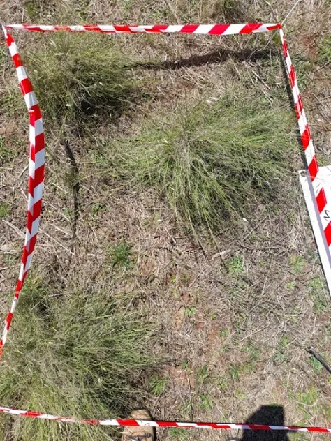 African lovegrass (Eragrostis curvula).