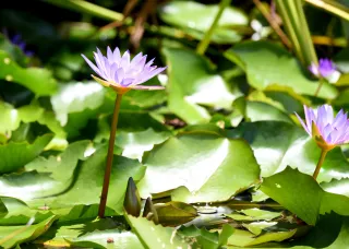 Lily flowers