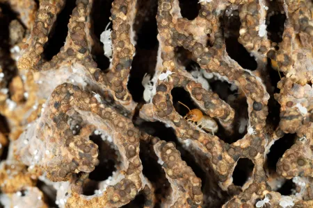 Termite mound istock