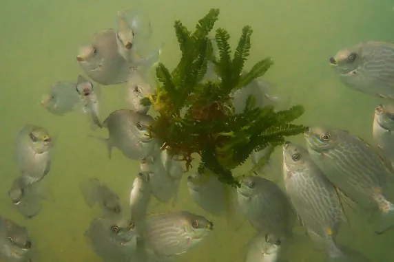 Fish