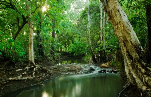 Rainforest 