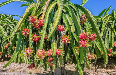 The Charles Darwin University-led project will allow Australian and Chinese researchers to share research and industry knowledge.  