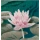 Riel flower